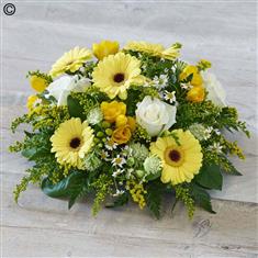Yellow Posy